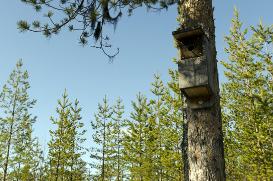 Birdhouse with a plastic reinforcement around the entry hole for protektion against woodpeckers  