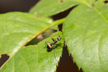 Macro ant on a leaf