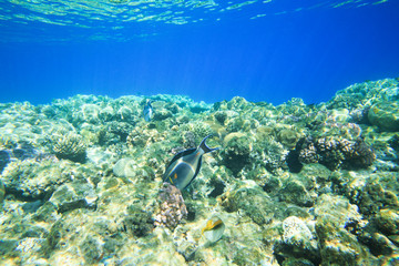 Tranquil underwater scene with copy space