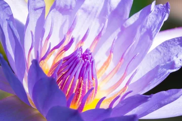 Poster fleur de lotus Blue lotus bloom