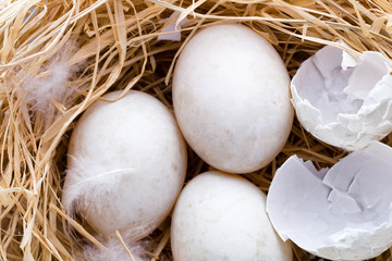 Duck eggs nest, spring Easter symbol.