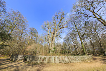 Queen of New Forest National Park
