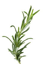 Rosemary twig on the isolated white background.