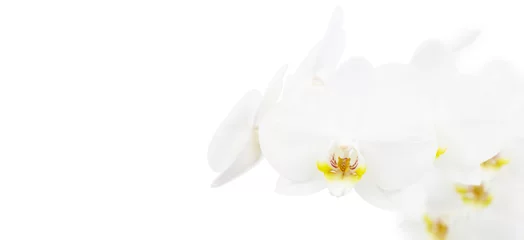 Papier Peint photo autocollant Orchidée Orchidée blanche isolée sur blanc