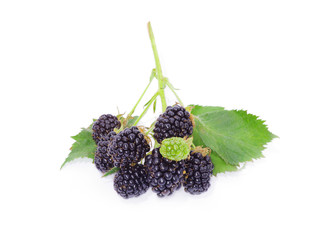 Blackberry with leaves