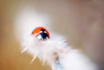 ladybird