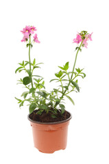 Naklejka na ściany i meble Flowering Nemesia plant