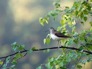 Green Sandpiper perching on birch branch