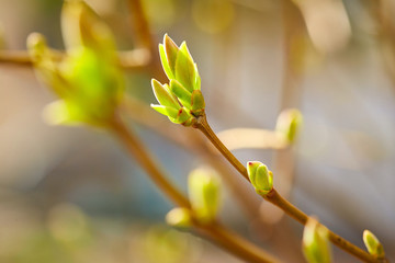 First spring buds