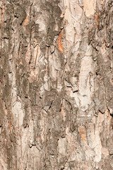 Texture of bark tree