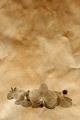 Vintage background with orchid flowers