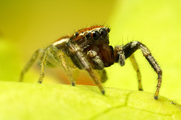 Fototapeta premium Jumping Spider
