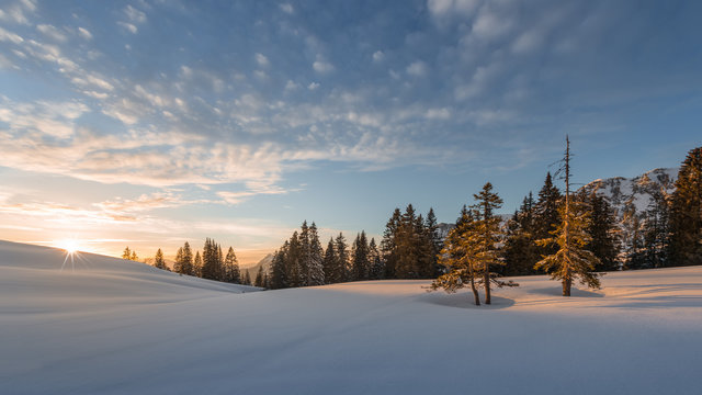 trees lighted from sunset at snow field in winter at tannheim