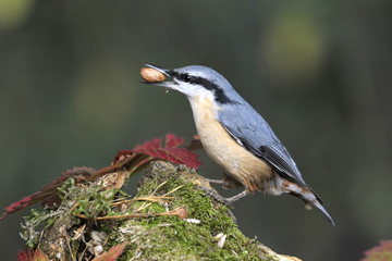 bird Sitta europaea at breakfast