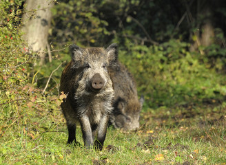 scrofa running on a green grass
