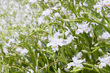 white iris on the flowerbed in the park