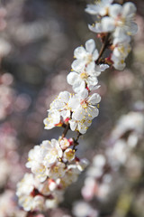 white branch of flowering apricot