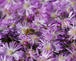 Bee happy in a field of daisies