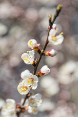 white flowers of almond