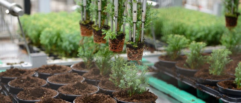 Pickieren von S&auml;mlingen im Gartenbau durch Piliermaschine