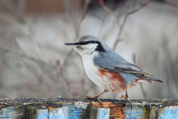 bird grey nuthatch standing on a wooden fence