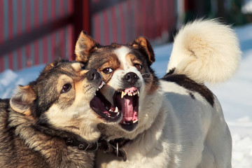 two dogs play in the snow , revealing sharp teeth
