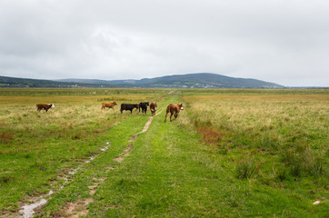 Herd of Cows in a Field