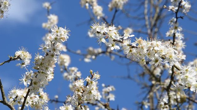 Prunellier en fleurs