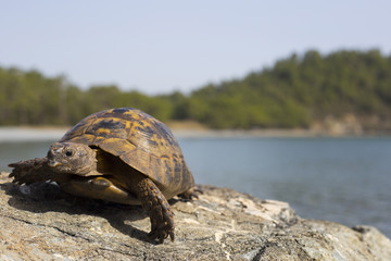 Turtle crawling on the rocky slope.