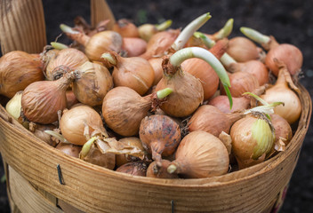 Onions With Green Scallions In Basket