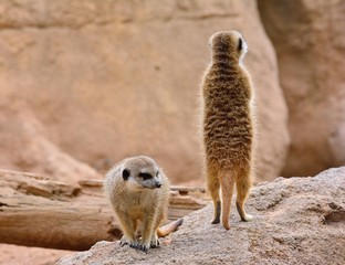 Fototapeta premium Two suricates on rock formation on background