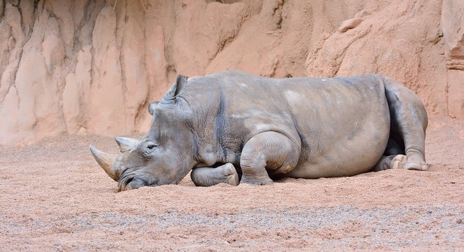 Grey rhino lying on sand