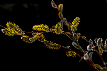 pussy willow , yellow , furry seals on a dark background