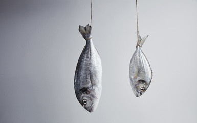 Two fresh sea breams, wild and river, big and small, hanged for tail on rope positioned in counter direction in air. Isolated on simple background with space for your text. Ready to grill, cook