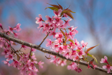 close-up of Wild Himalayan cherry blooming (Prunus cerasoides)