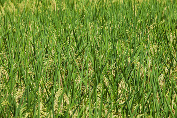 Rice field background landscape