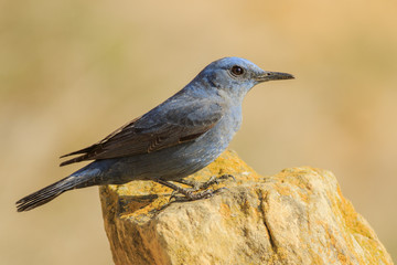 Roquero solitario