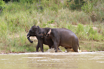 Young wild elephents tease swamp side, Kuiburi Nation park , Prachuab Khiri Khan Province, Thailand. 
