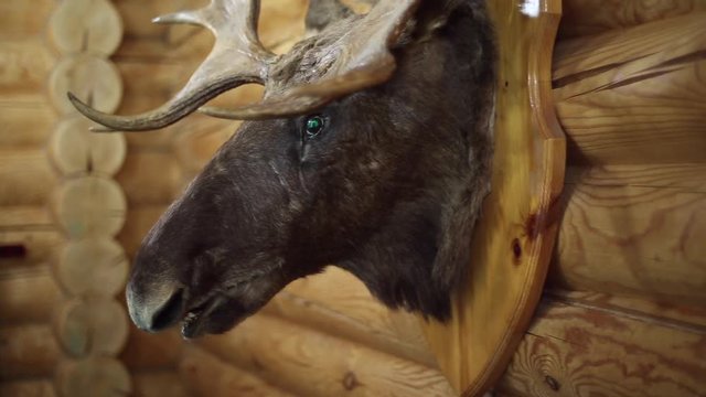 A stuffed animal on the wall, moose head, log house
