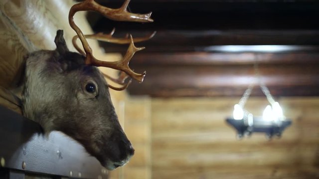 A stuffed animal on the wall, deer head, log house
