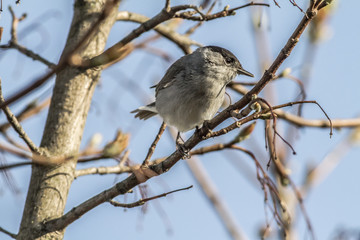 Mönchsgrasmücke (Sylvia atripacilla)