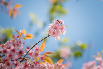 close-up of Wild Himalayan cherry blooming (Prunus cerasoides) with Bee