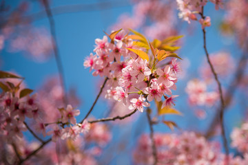 close-up of Wild Himalayan cherry blooming (Prunus cerasoides)
