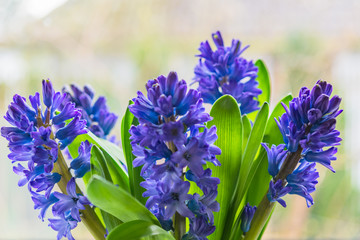 Asparagaceae family blooming hyacinths in vase. Blue flowers with many small blossoms and green leaves shot with selective focus, image for interior concept decoration blog business