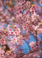 close-up of Wild Himalayan cherry blooming (Prunus cerasoides)
