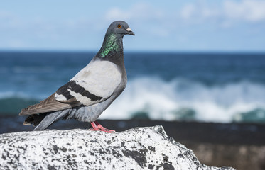 pigeon