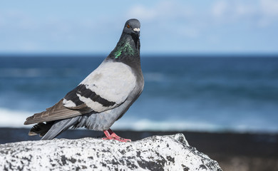 pigeon