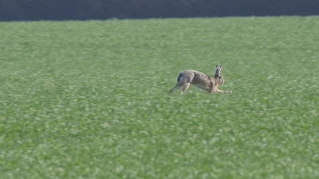 Slow motion of a Brown hare running across a field in spring