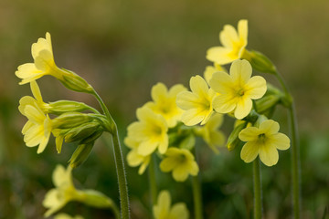 Obraz premium several yellow blossoms of common cowslip flower at spring