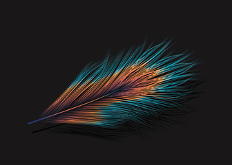 Vector feather on black background